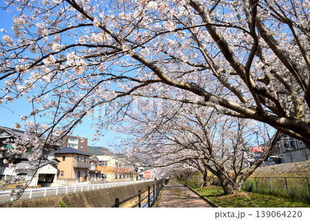 桜、サクラ、さくら 桜、サクラ、さくら 139064220