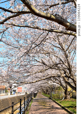 桜、サクラ、さくら 桜、サクラ、さくら 139064224