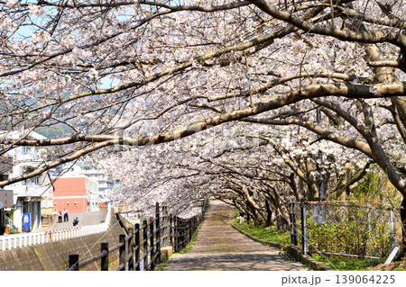 桜、サクラ、さくら 桜、サクラ、さくら 139064225
