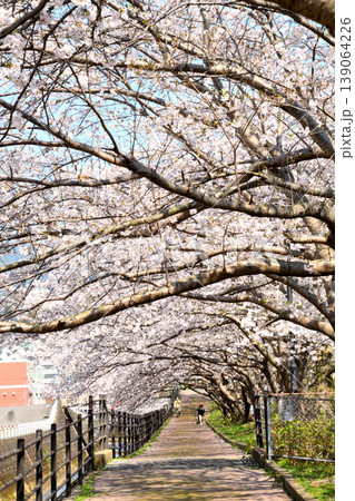 桜、サクラ、さくら 桜、サクラ、さくら 139064226