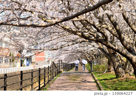 桜、サクラ、さくら 桜、サクラ、さくら 139064227