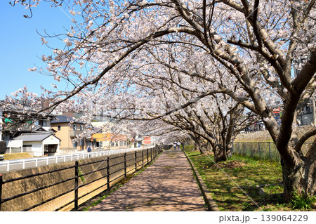 桜、サクラ、さくら 桜、サクラ、さくら 139064229