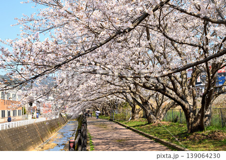 桜、サクラ、さくら 桜、サクラ、さくら 139064230