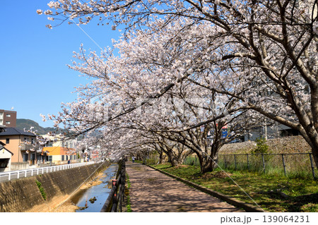 桜、サクラ、さくら 桜、サクラ、さくら 139064231