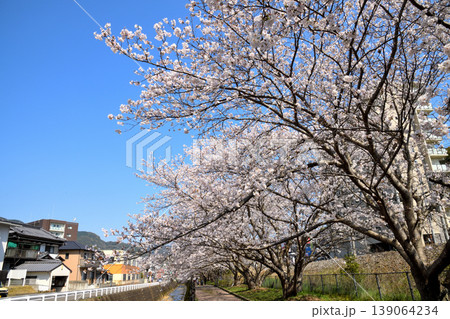 桜、サクラ、さくら 139064234