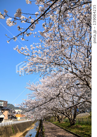 桜、サクラ、さくら 139064235