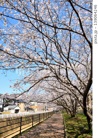 桜、サクラ、さくら 桜、サクラ、さくら 139064246