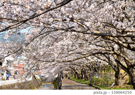 桜、サクラ、さくら 139064250