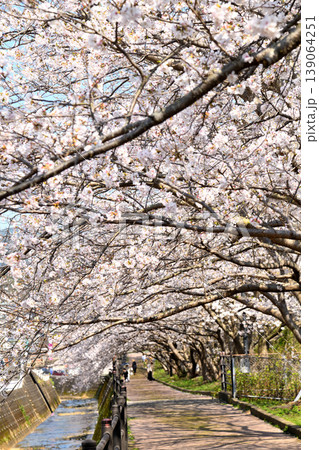 桜、サクラ、さくら 桜、サクラ、さくら 139064251