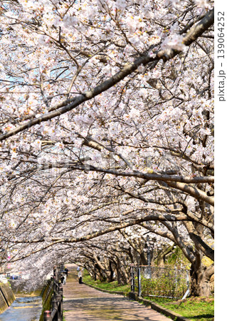 桜、サクラ、さくら 桜、サクラ、さくら 139064252