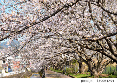 桜、サクラ、さくら 139064254