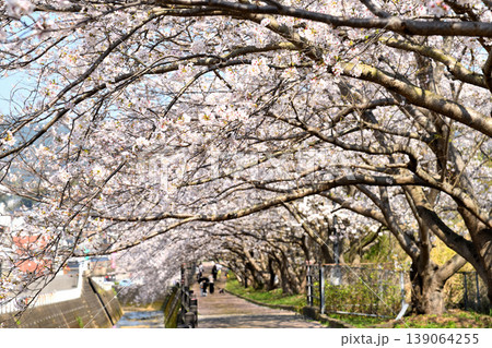 桜、サクラ、さくら 139064255