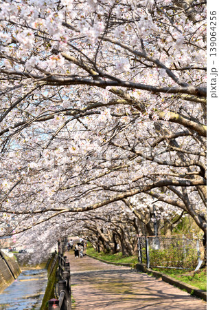 桜、サクラ、さくら 139064256
