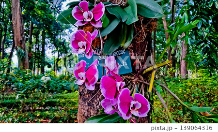 beautiful view of purple orchids in the wild beautiful view of purple orchids in the wild 139064316