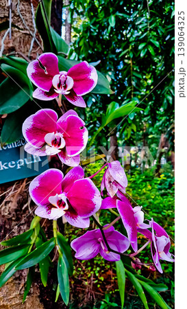 beautiful view of purple orchids in the wild 139064325