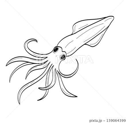 Hand drawn minimalist squid line art illustration for seafood branding on a transparent background 139064399
