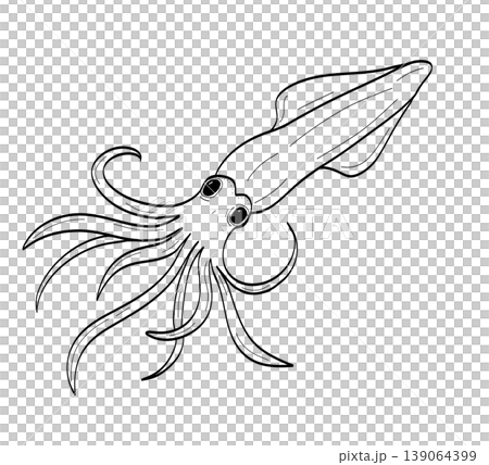 Hand drawn minimalist squid line art illustration for seafood branding on a transparent background 139064399