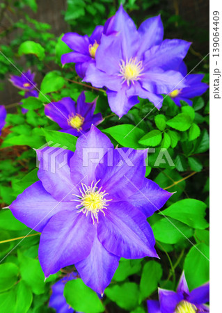 クレマチスのあざやかな花の風景 クレマチスのあざやかな花の風景 139064409
