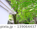 色づく前の緑のもみじと白の漆喰の壁 139064437