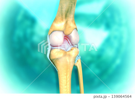 Anatomy of the Knee Joint on medical background 139064564