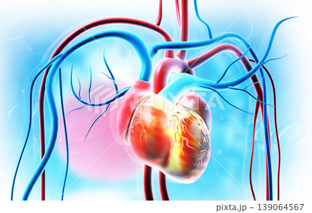 Human heart blood vessels Human heart blood vessels 139064567