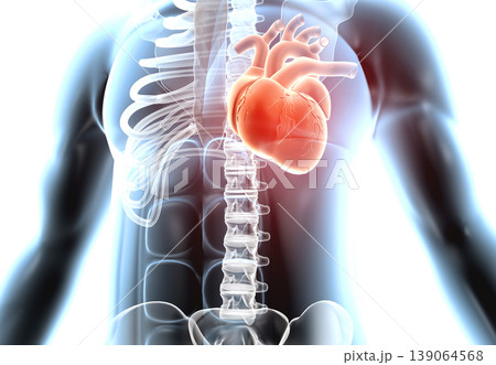 Heart in human body Heart in human body 139064568