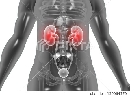Human body with kidneys 139064570