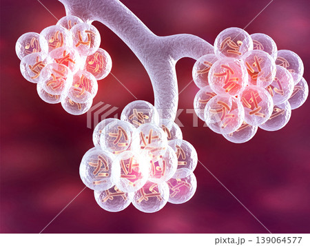 Alveoli of the human lungs Alveoli of the human lungs 139064577