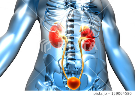 Human body with kidneys 139064580
