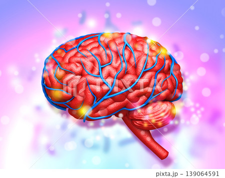 Human brain anatomy Human brain anatomy 139064591