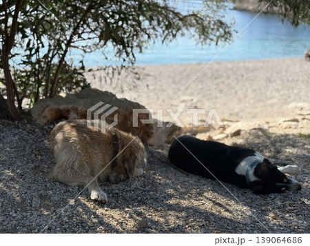 Two dogs resting under tree on a sunny beach background with clear blue water scenery Two dogs resting under tree on a sunny beach background with clear blue water scenery 139064686
