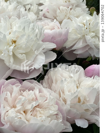 Peony flowers in soft light with delicate pink and white petals, ideal as a floral background Peony flowers in soft light with delicate pink and white petals, ideal as a floral background 139064702