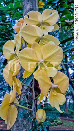 beautiful view of yellow orchids in the wild beautiful view of yellow orchids in the wild 139064749