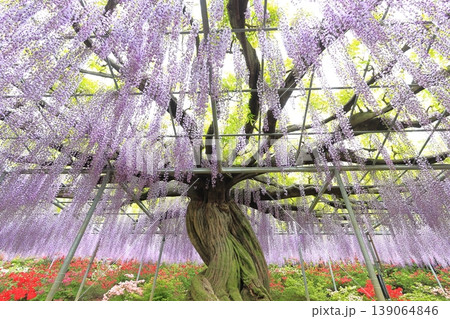 あしかがフラワーパーク 藤の花 あしかがフラワーパーク 藤の花 139064846