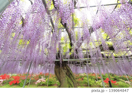 あしかがフラワーパーク　藤の花 139064847