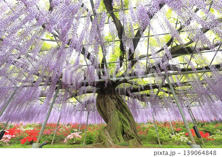 あしかがフラワーパーク 藤の花 あしかがフラワーパーク 藤の花 139064848