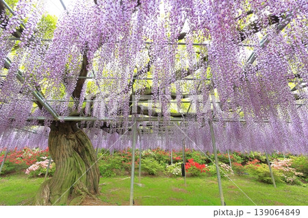 あしかがフラワーパーク 藤の花 あしかがフラワーパーク 藤の花 139064849