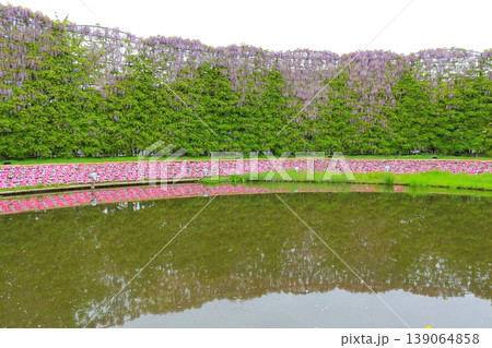 あしかがフラワーパーク 藤の花 あしかがフラワーパーク 藤の花 139064858
