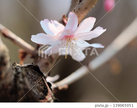 晴れた3月に美しく咲いたピンク色のサクラ「十月桜(ジュウガツザクラ)」 晴れた3月に美しく咲いたピンク色のサクラ「十月桜(ジュウガツザクラ)」 139065051