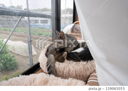 くつろぐ二匹の猫 キジトラ・サバトラ猫 くつろぐ二匹の猫 キジトラ・サバトラ猫 139065053