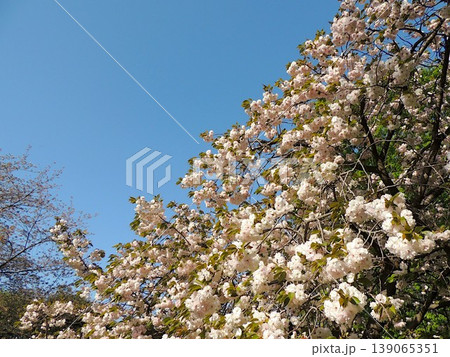 八重桜　 普賢象 139065351