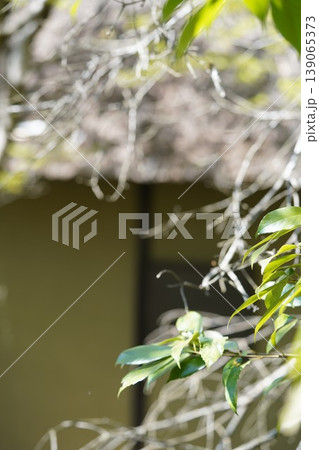 茅葺き屋根の質感と細部 139065373