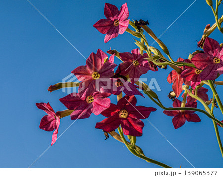 Rhythmic sequence of flower buds against a clear blue sky. Minimalist botanical composition with a focus on vertical lines, graphic silhouettes and ethereal atmosphere in natural daylight 139065377