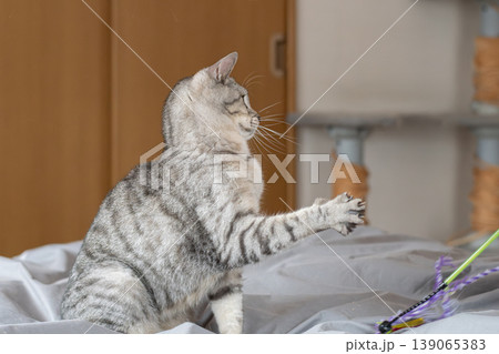 おもちゃで遊ぶ可愛い猫 サバトラ猫 おもちゃで遊ぶ可愛い猫 サバトラ猫 139065383