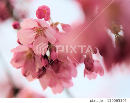 晴れた3月に可愛らしく咲いた小さなピンク色のサクラ「雅(ミヤビ)」 晴れた3月に可愛らしく咲いた小さなピンク色のサクラ「雅(ミヤビ)」 139065395