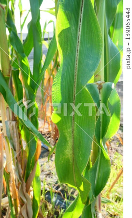 Close-up of Vibrant Green Corn Leaf in Agricultural Field Close-up of Vibrant Green Corn Leaf in Agricultural Field 139065448