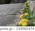 道端に咲くタンポポ 139065474