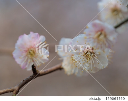 3月に美しく咲いた淡い白いウメの花「長谷川絞り（はせがわしぼり）」 139065560