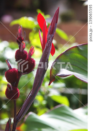 Red Canna Lily Flower and Buds 139065595