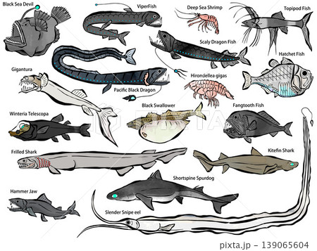 深海魚　水彩風　色々な種類のイラストセット 139065604